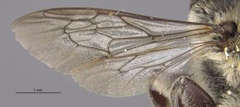 Media type: image;   Entomology 553 Aspect: wing